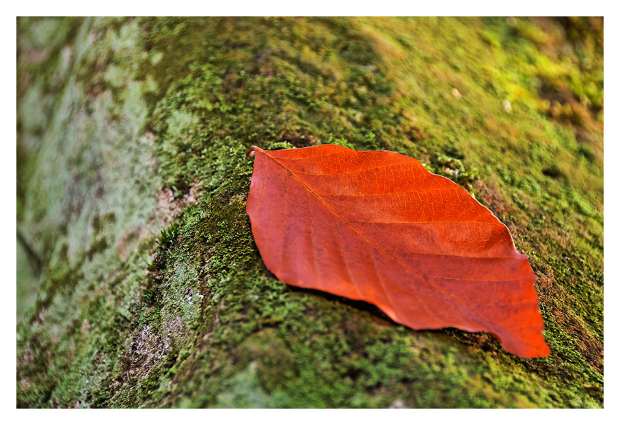 Herbstblatt auf Wald-Smaragd