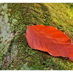 Herbstblatt auf Wald-Smaragd