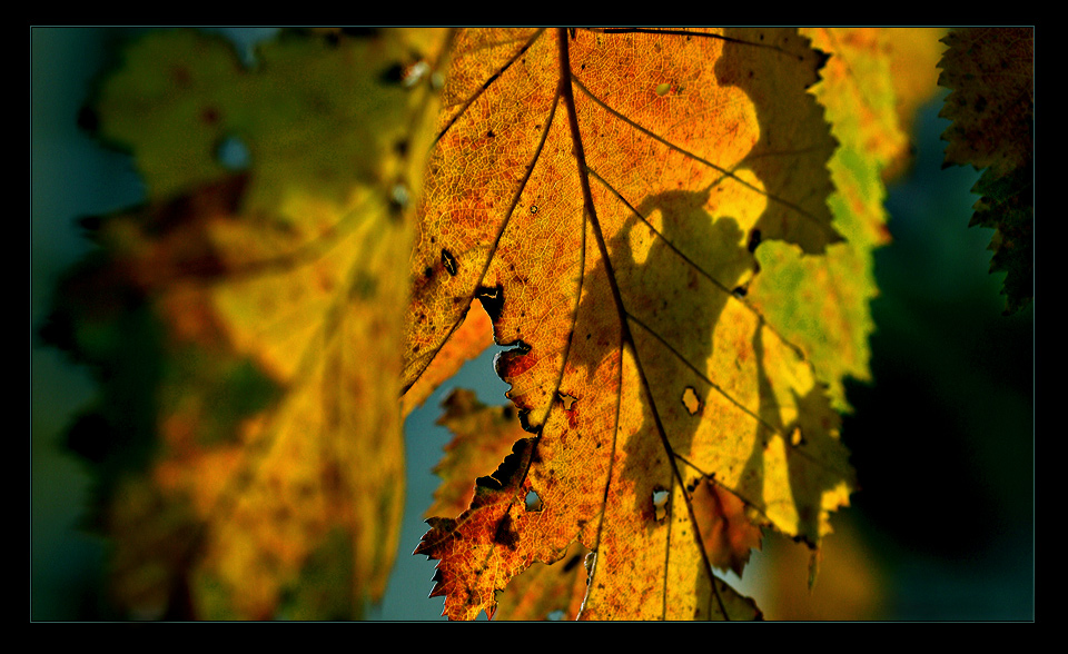 HERBSTBLATT