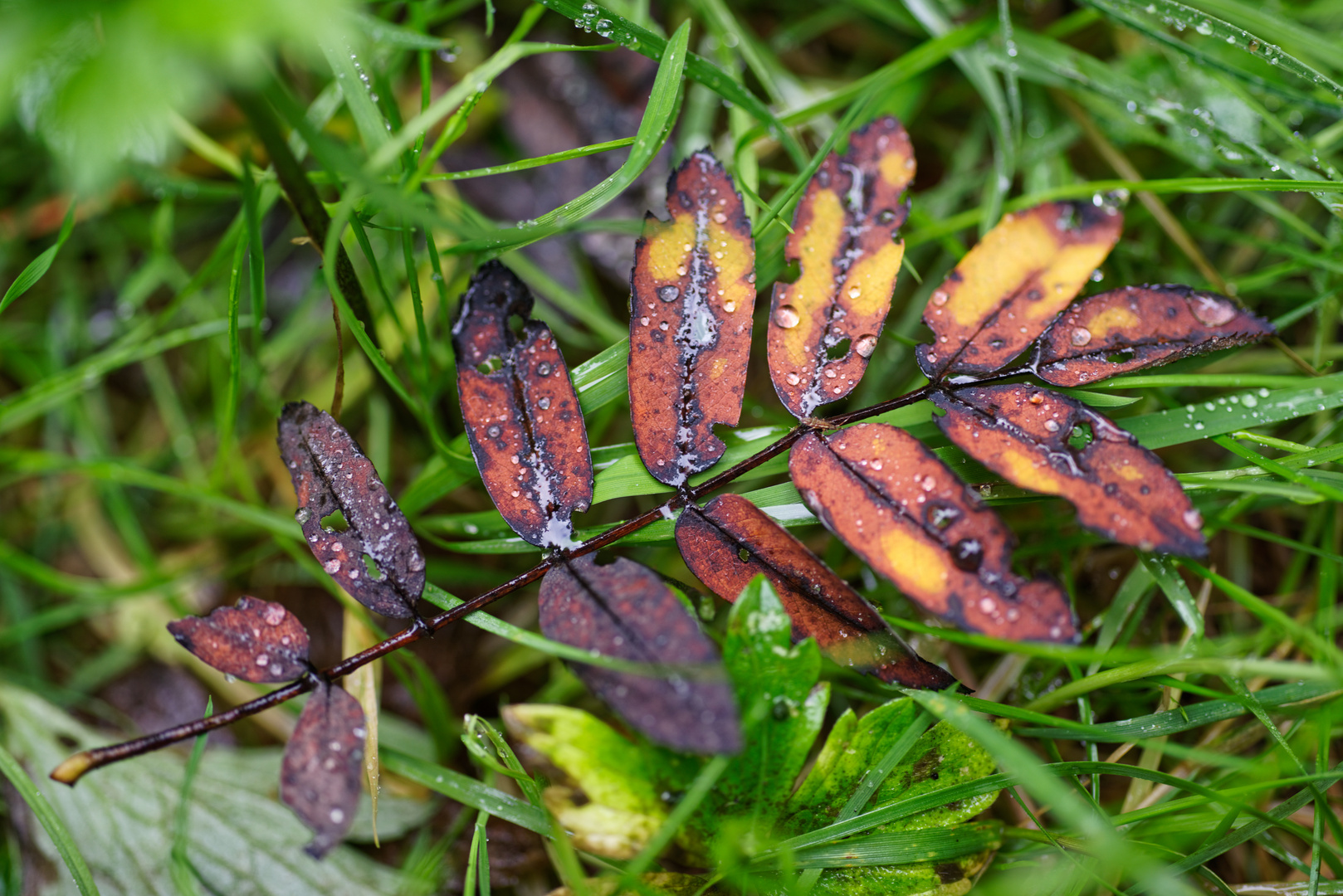 Herbstblatt