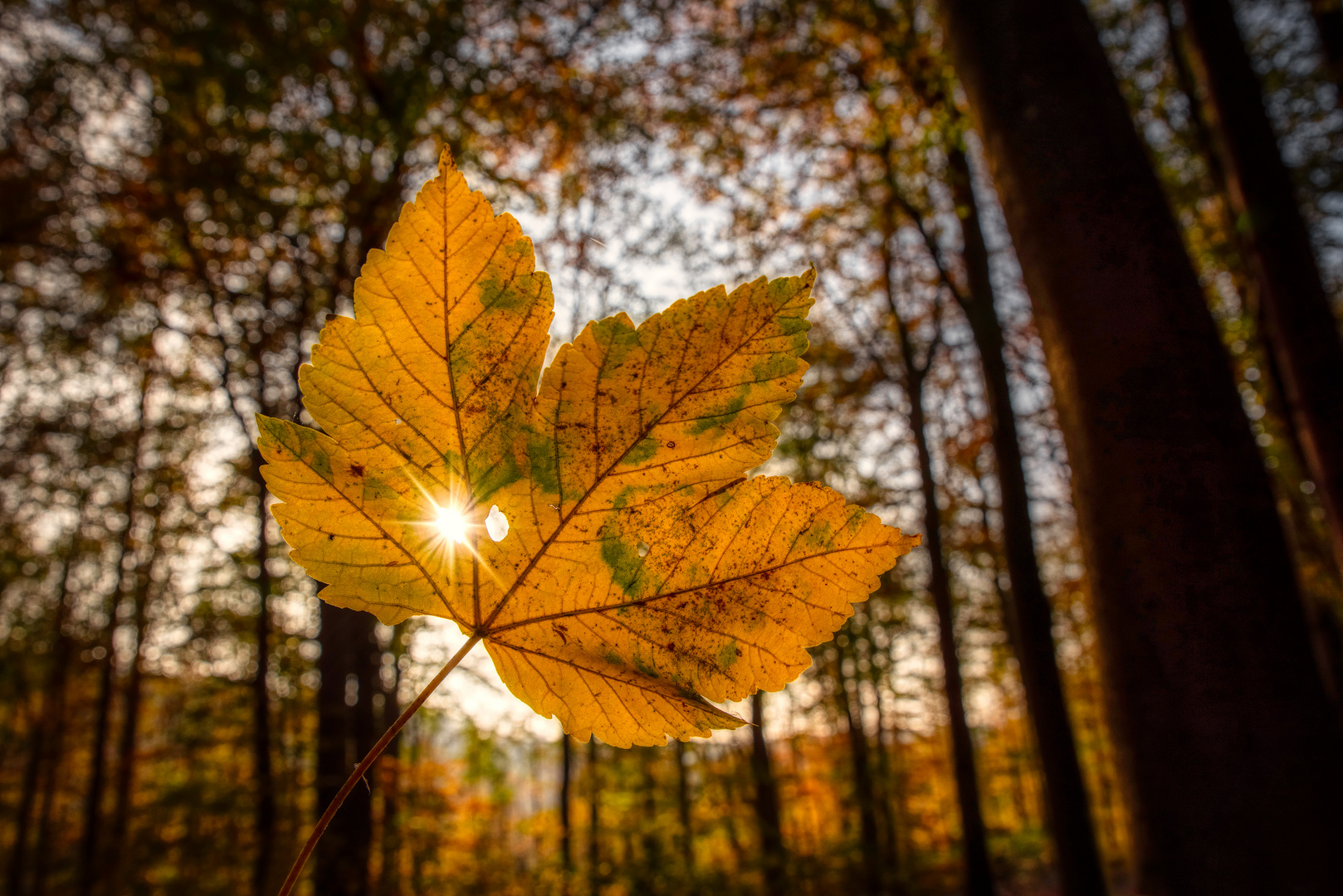 Herbstblatt