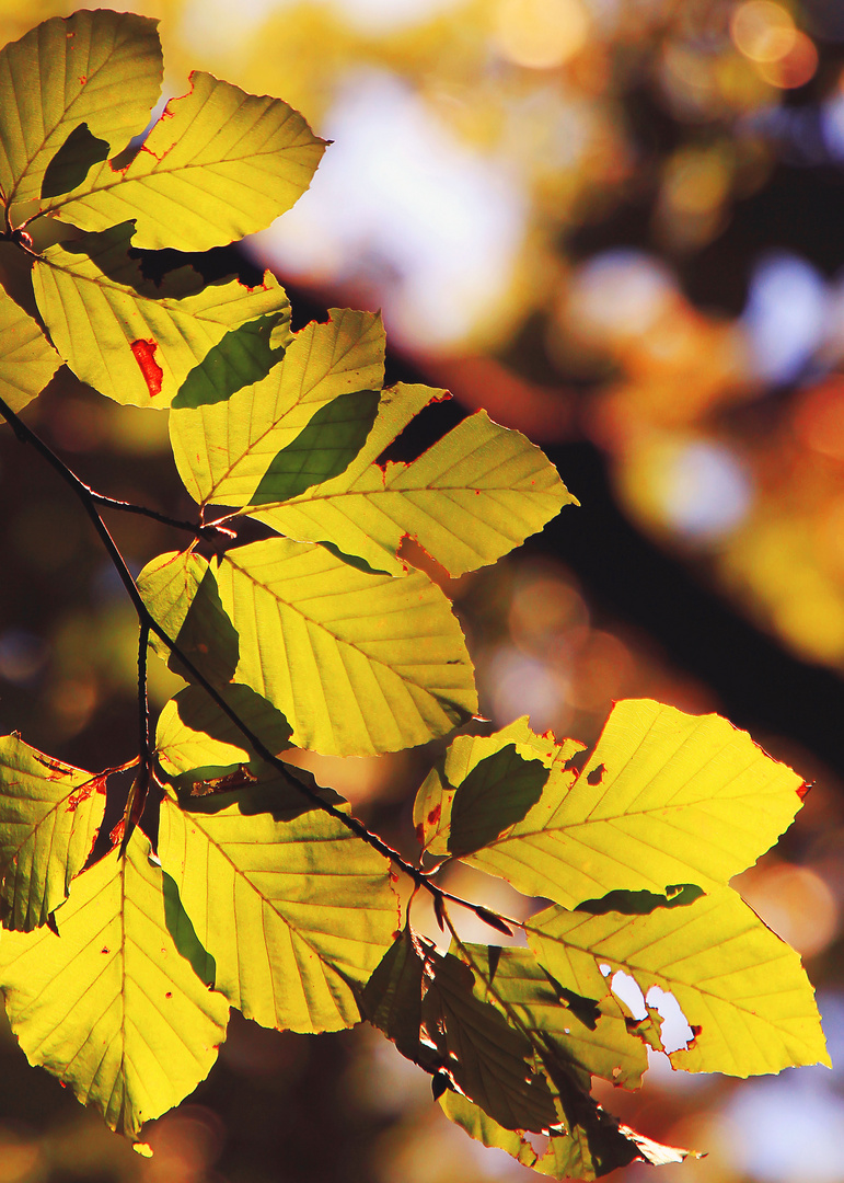 Herbstblatt