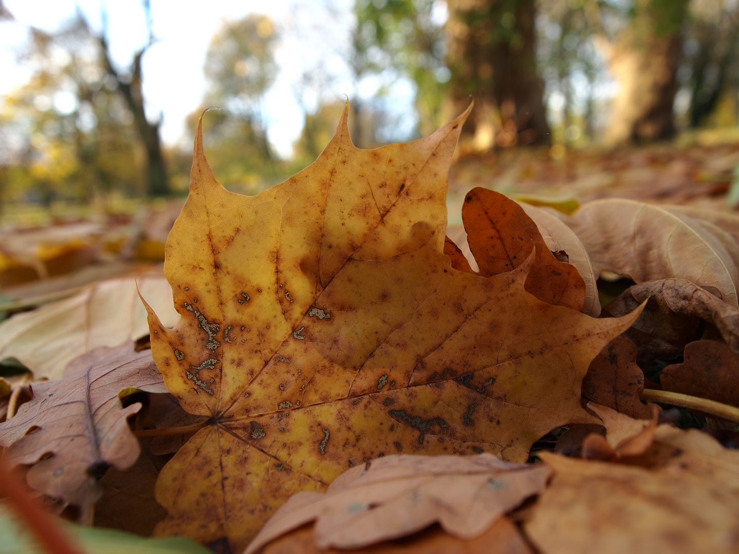 Herbstblatt