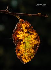 Herbstblatt