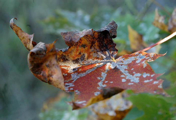 Herbstblatt