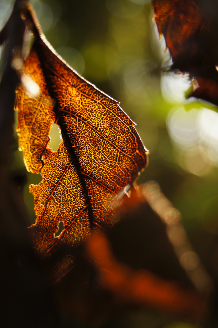 Herbstblatt