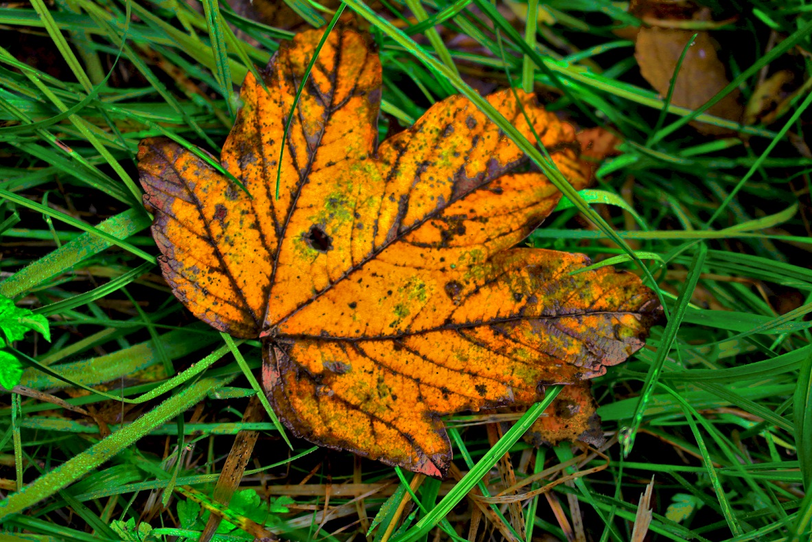 Herbstblatt