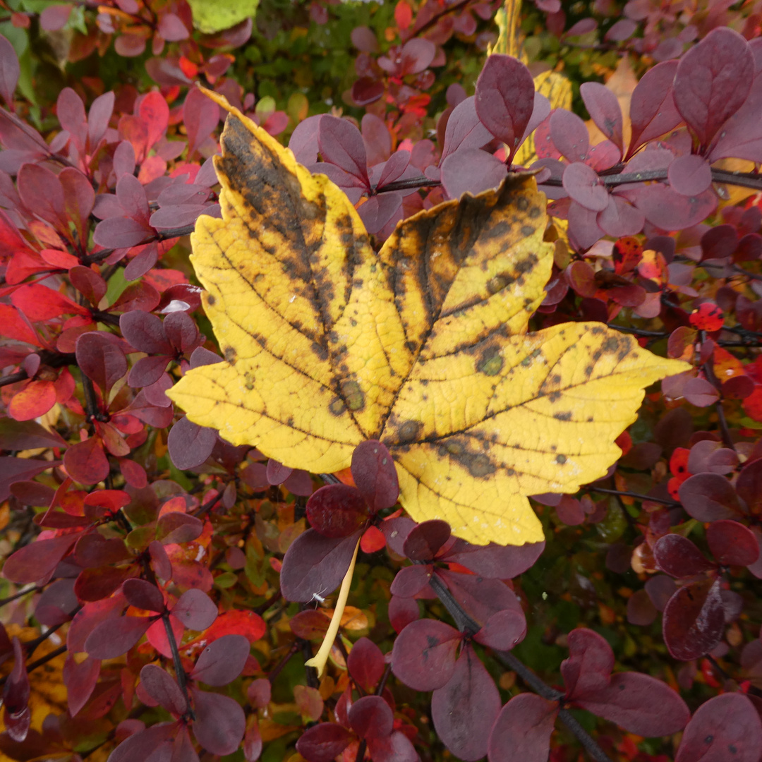 Herbstblatt bunt gebettet