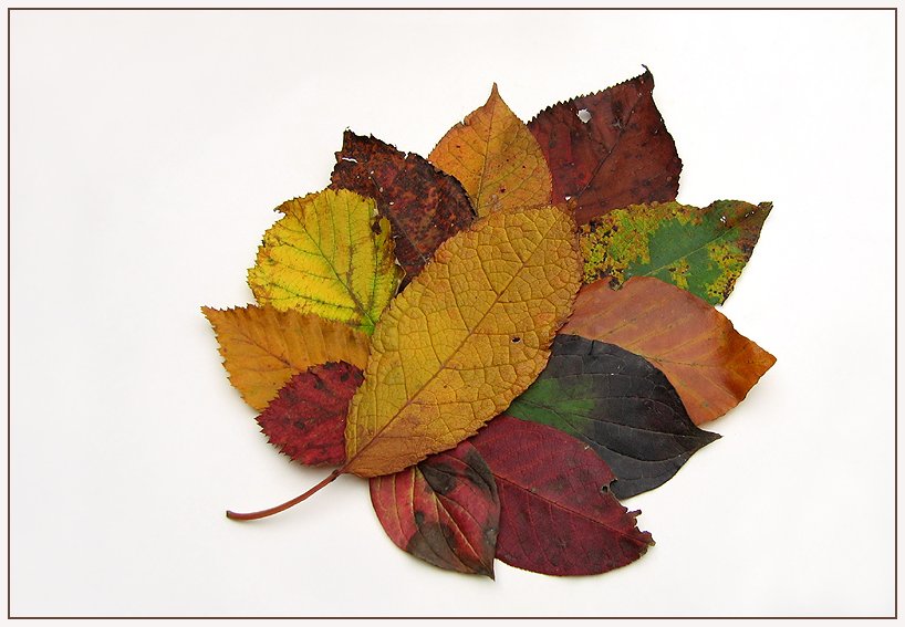 "Herbstblatt"