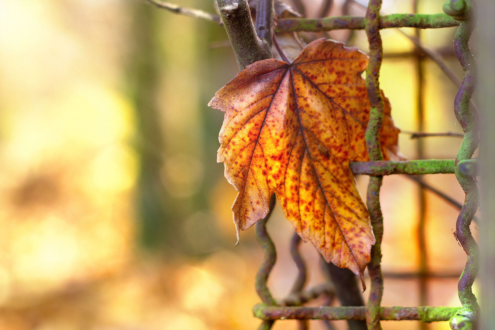 Herbstblatt 