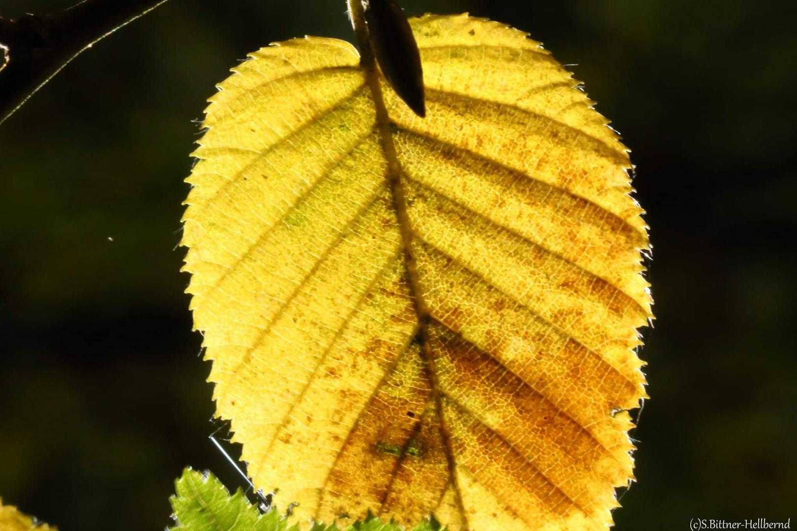 Herbstblatt