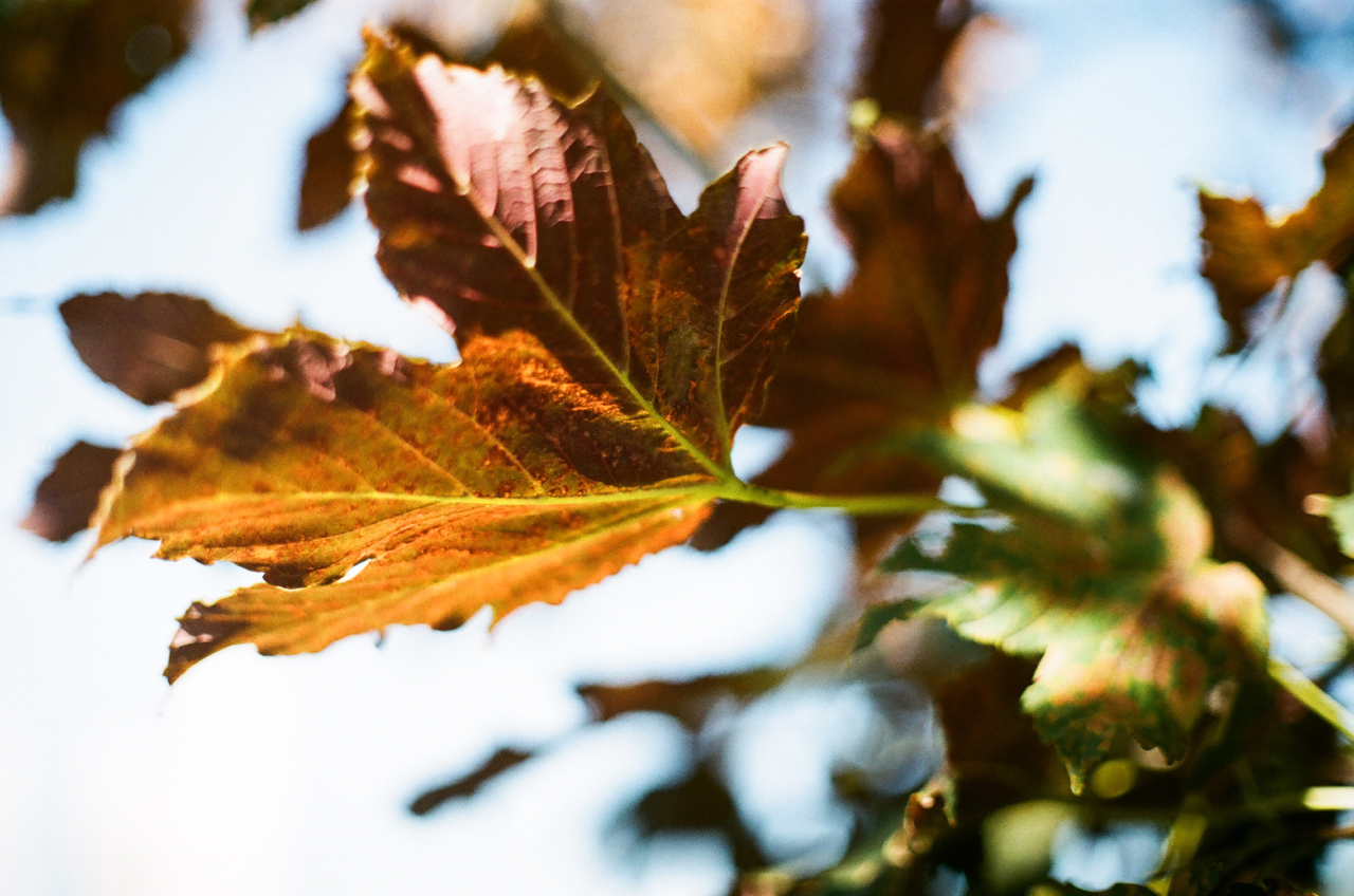 herbstblatt