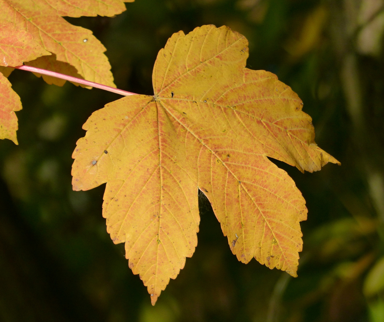 Herbstblatt