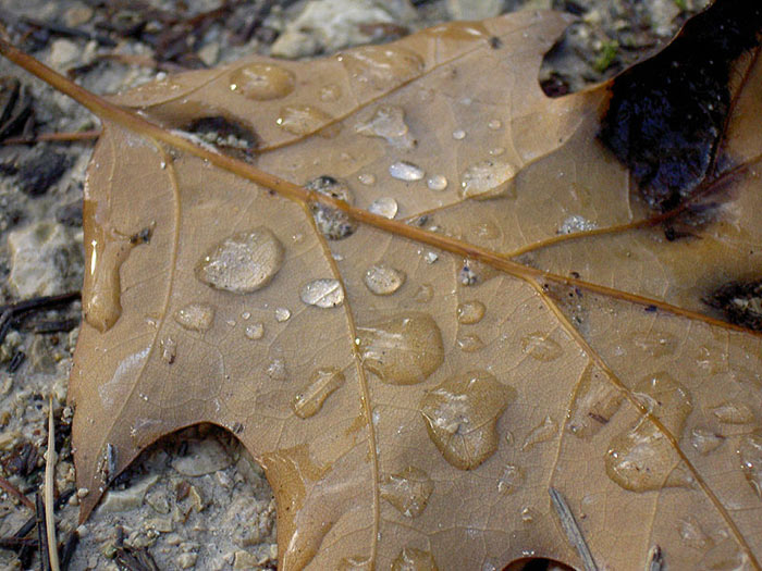 Herbstblatt