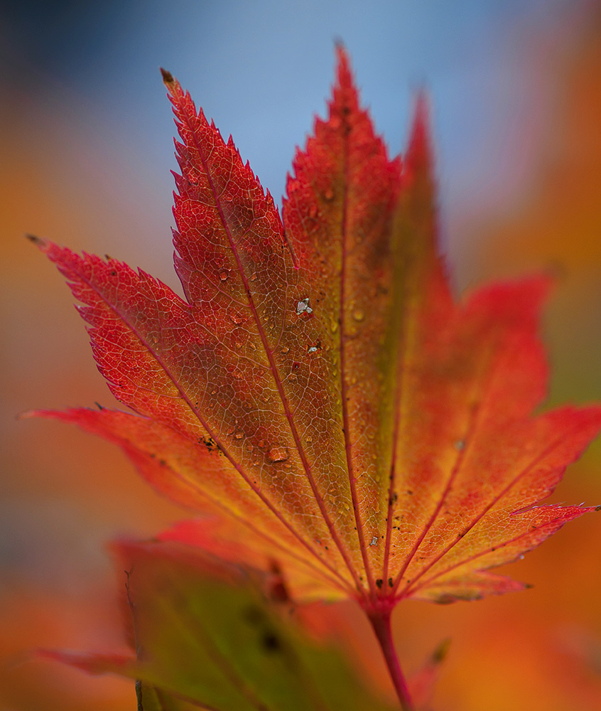 Herbstblatt