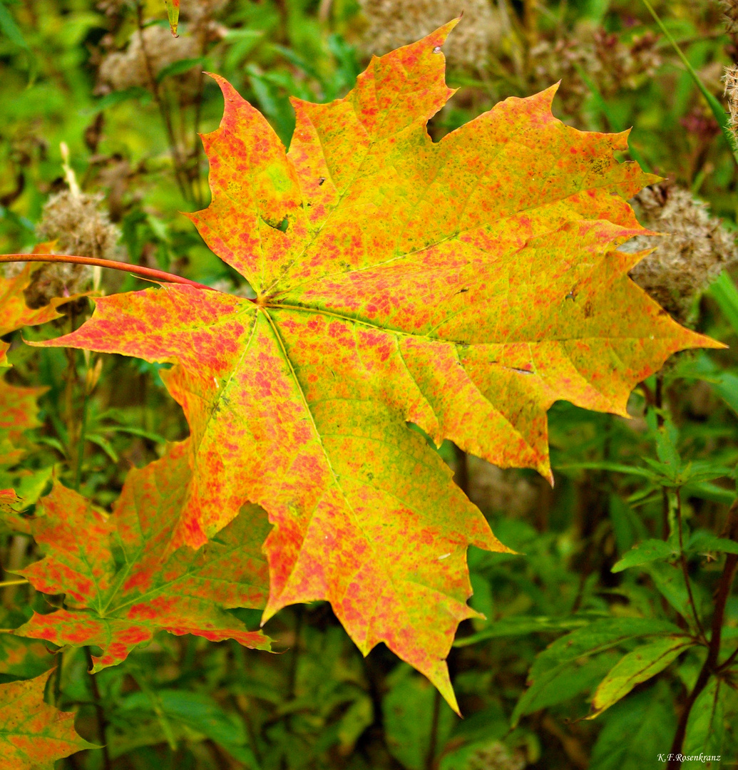 Herbstblatt