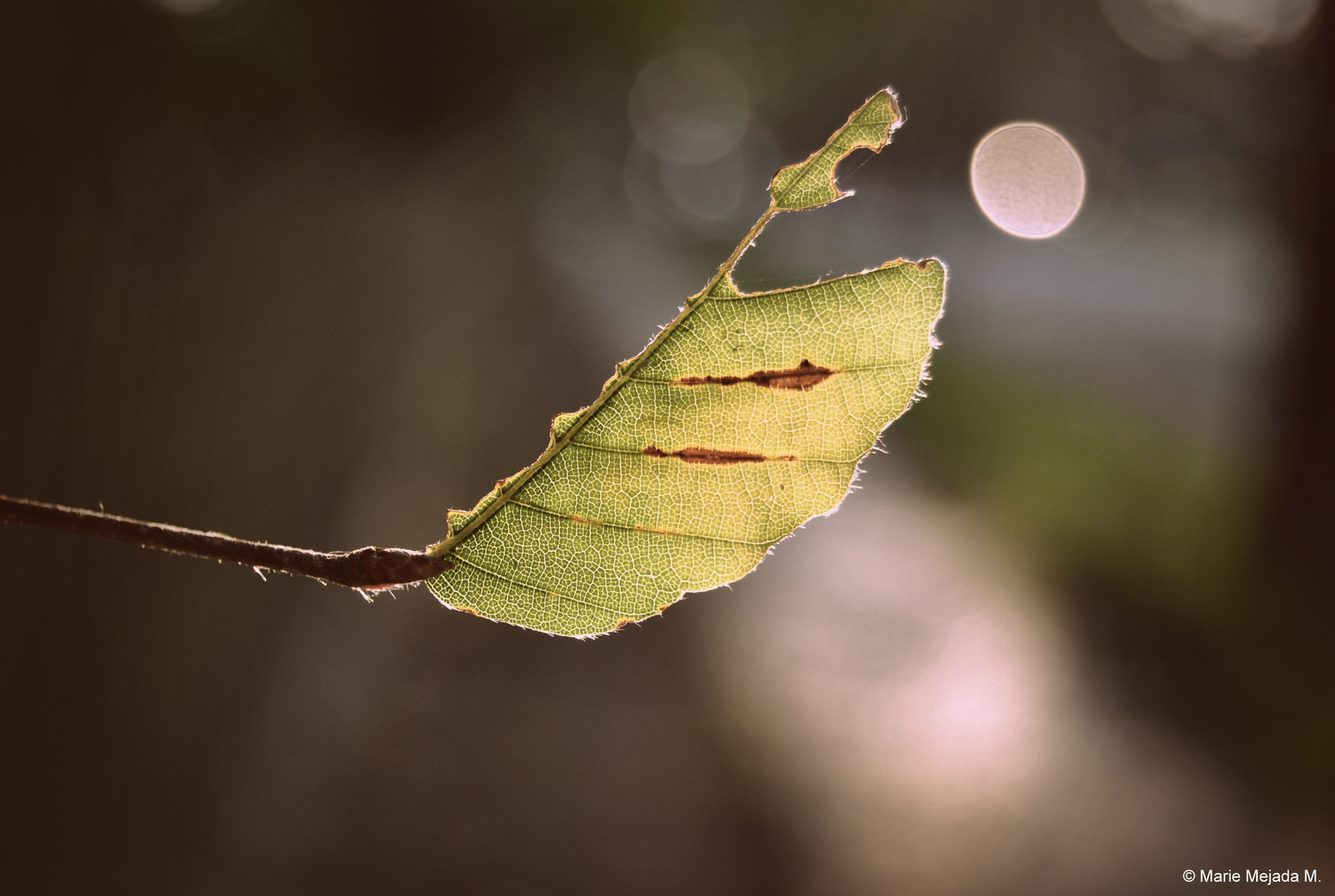 Herbstblatt