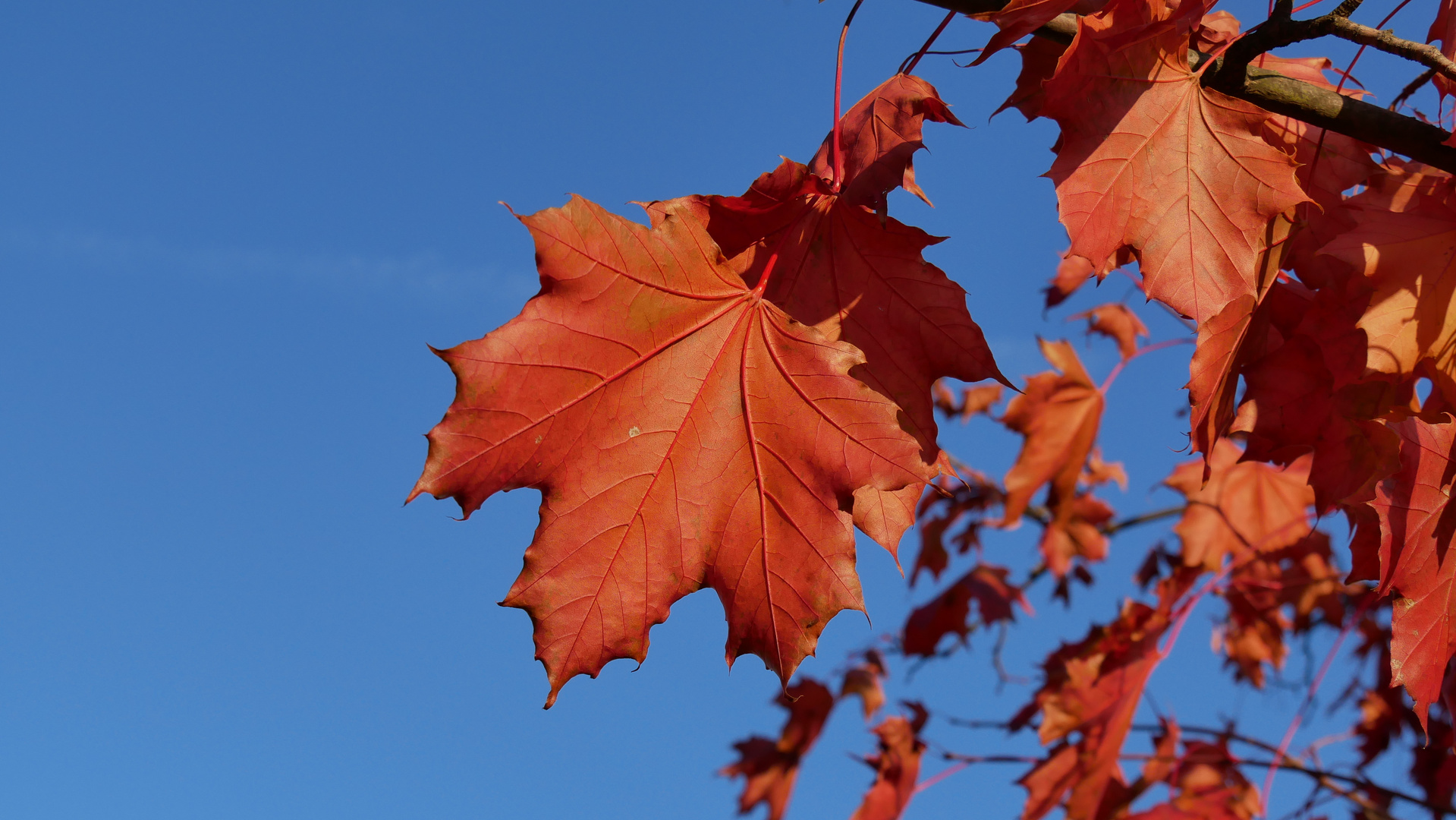 Herbstblatt