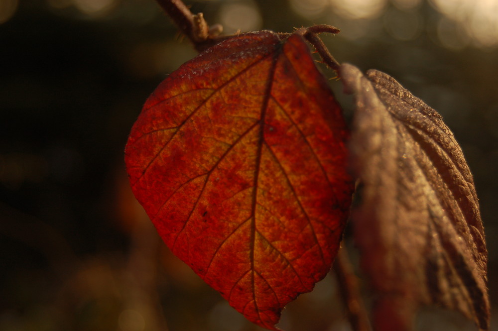 Herbstblatt