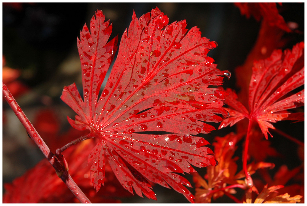 Herbstblatt