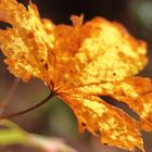 Herbstblatt