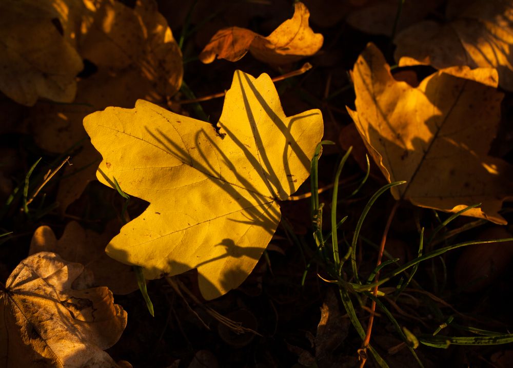 Herbstblatt