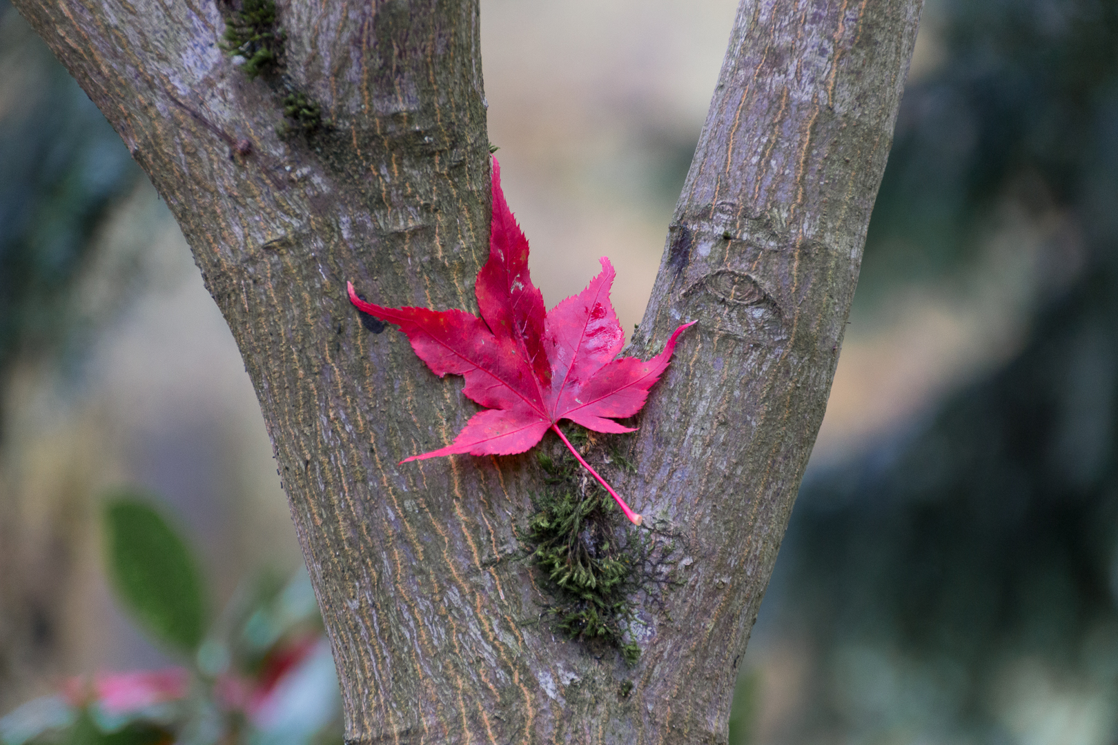 Herbstblatt