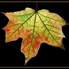 Herbstblatt