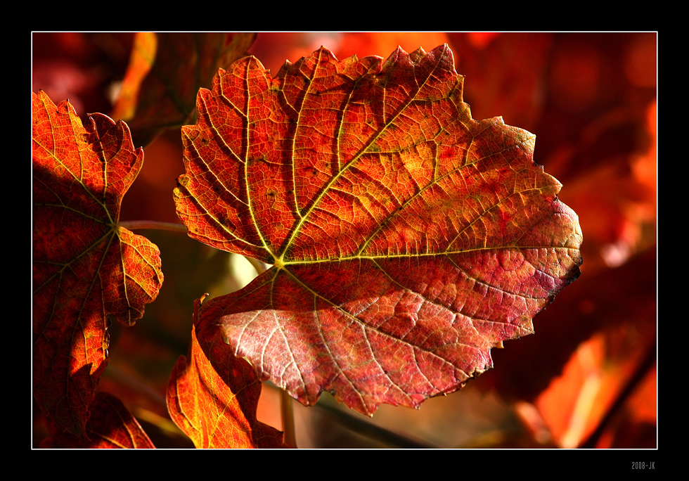 Herbstblatt