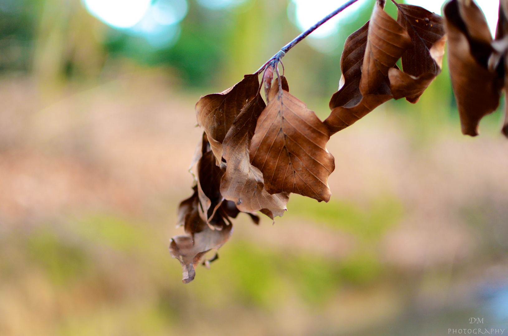 Herbstblatt