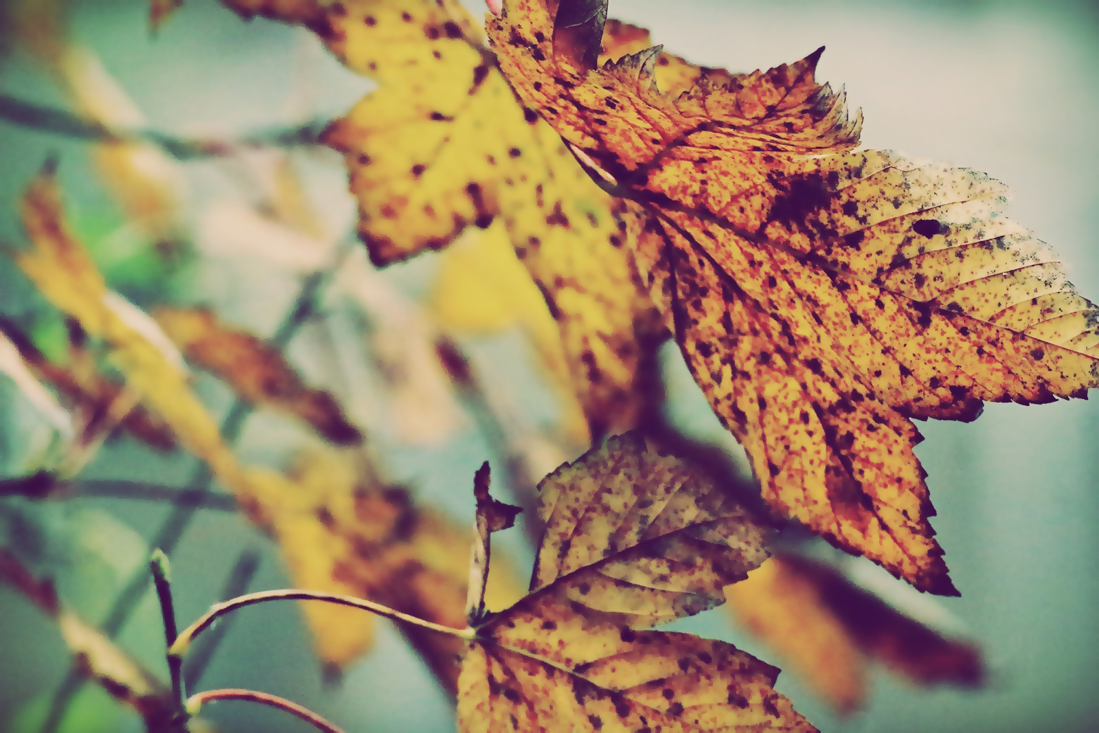 herbst.blatt