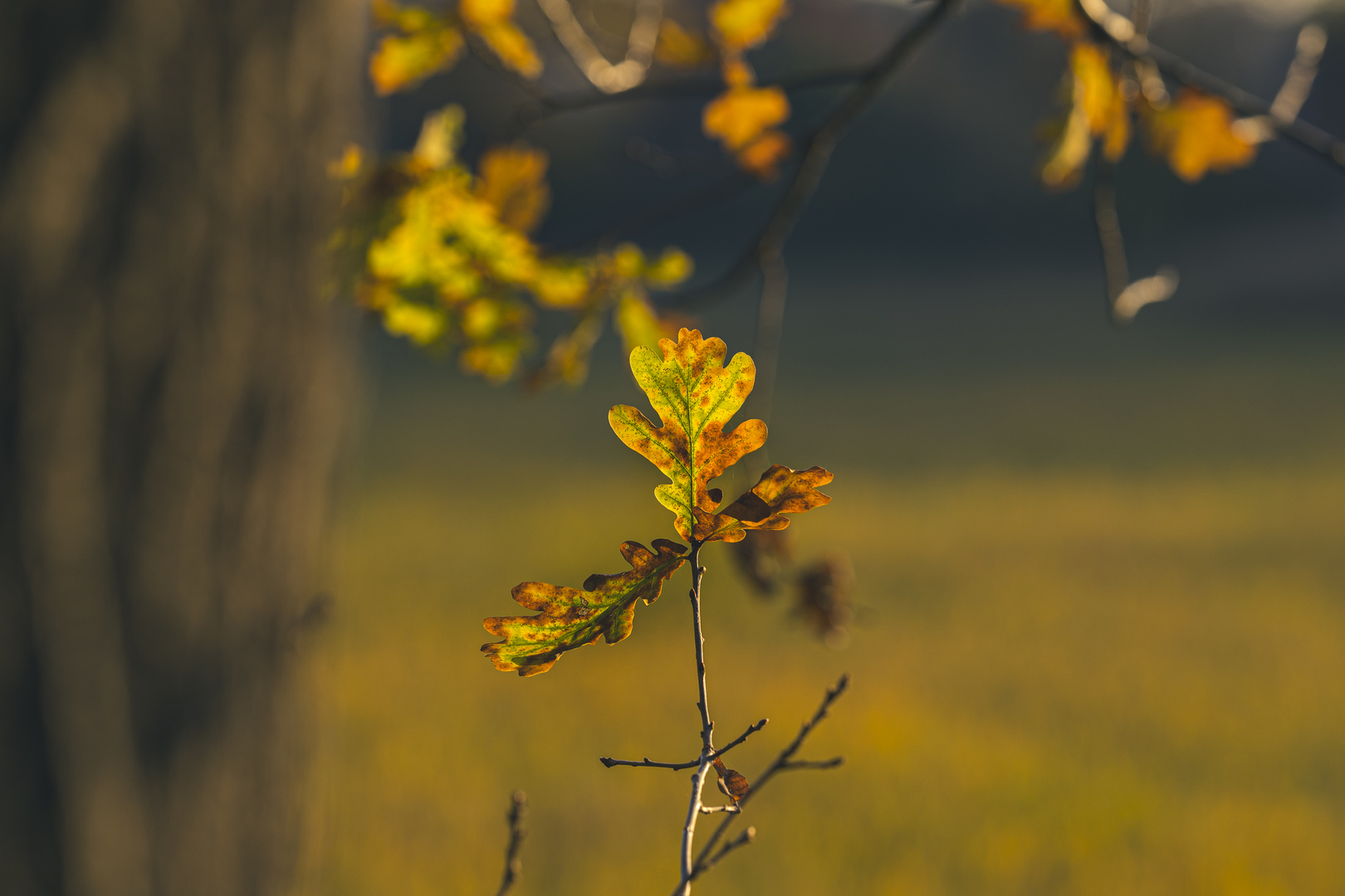 Herbstblatt