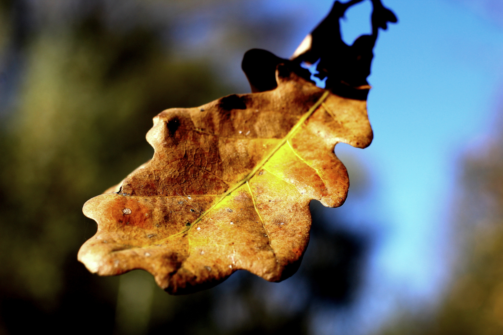 Herbstblatt