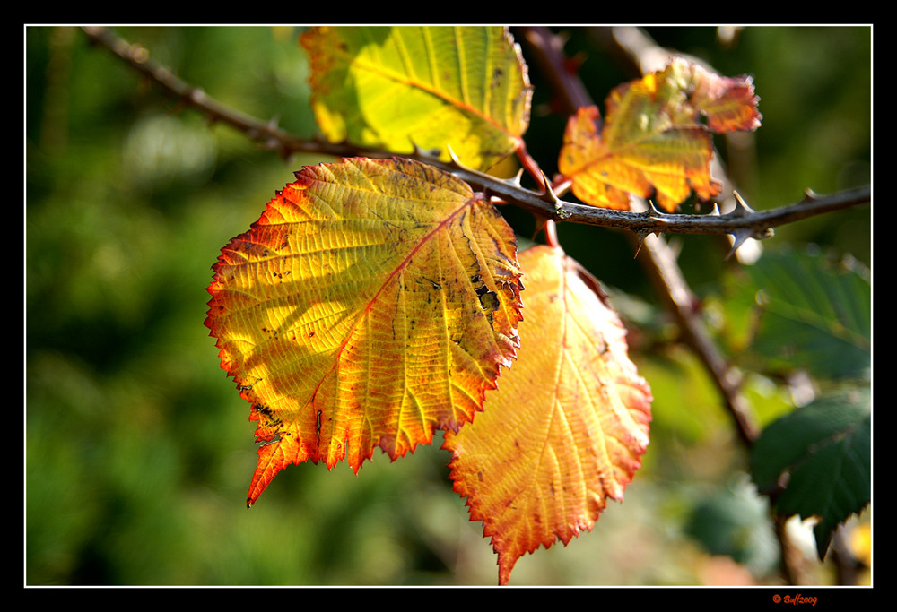 Herbstblatt