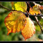 Herbstblatt