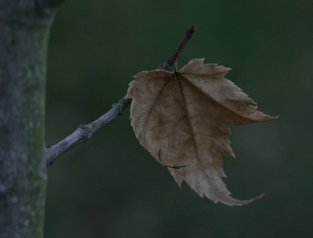 Herbstblatt