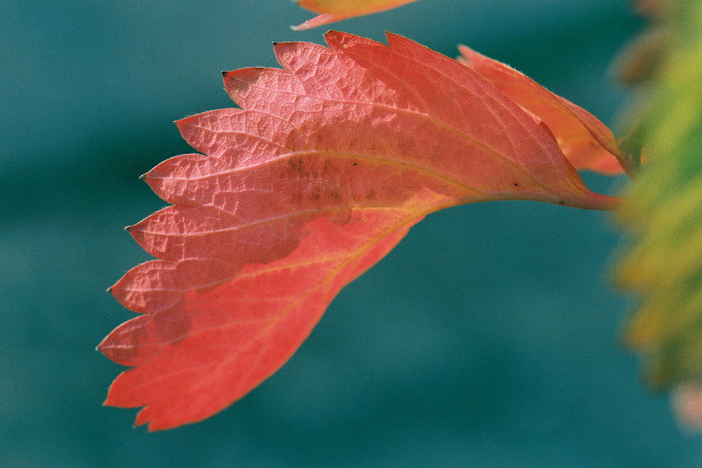 Herbstblatt