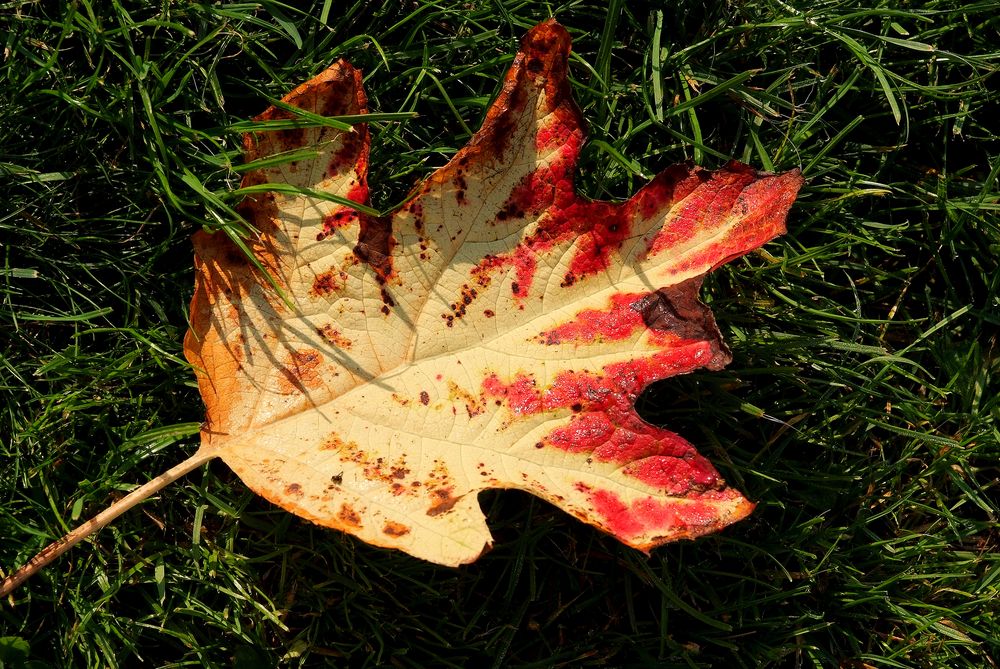 Herbstblatt der eichenblättrigen Hortensie