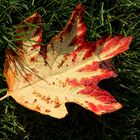 Herbstblatt der eichenblättrigen Hortensie