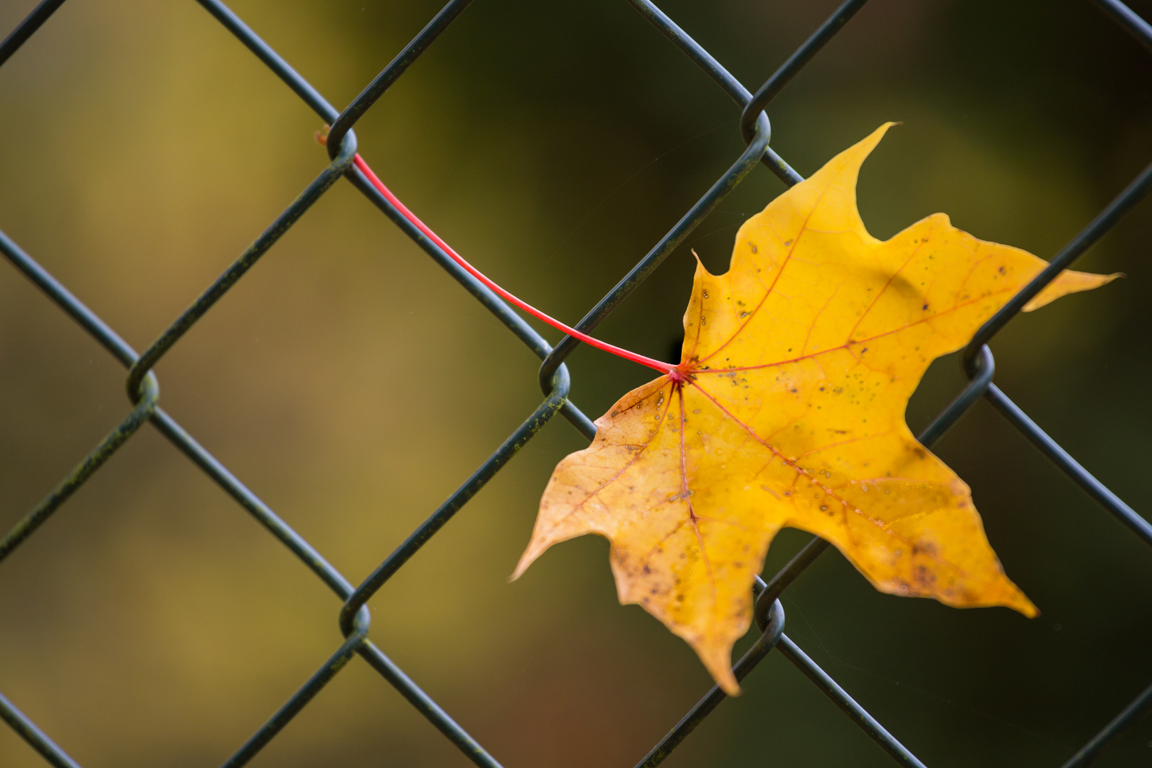 Herbstblatt