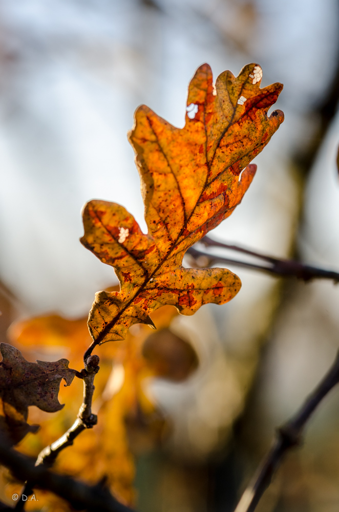 Herbstblatt - Die schöne Seite des Herbstes