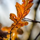 Herbstblatt - Die schöne Seite des Herbstes