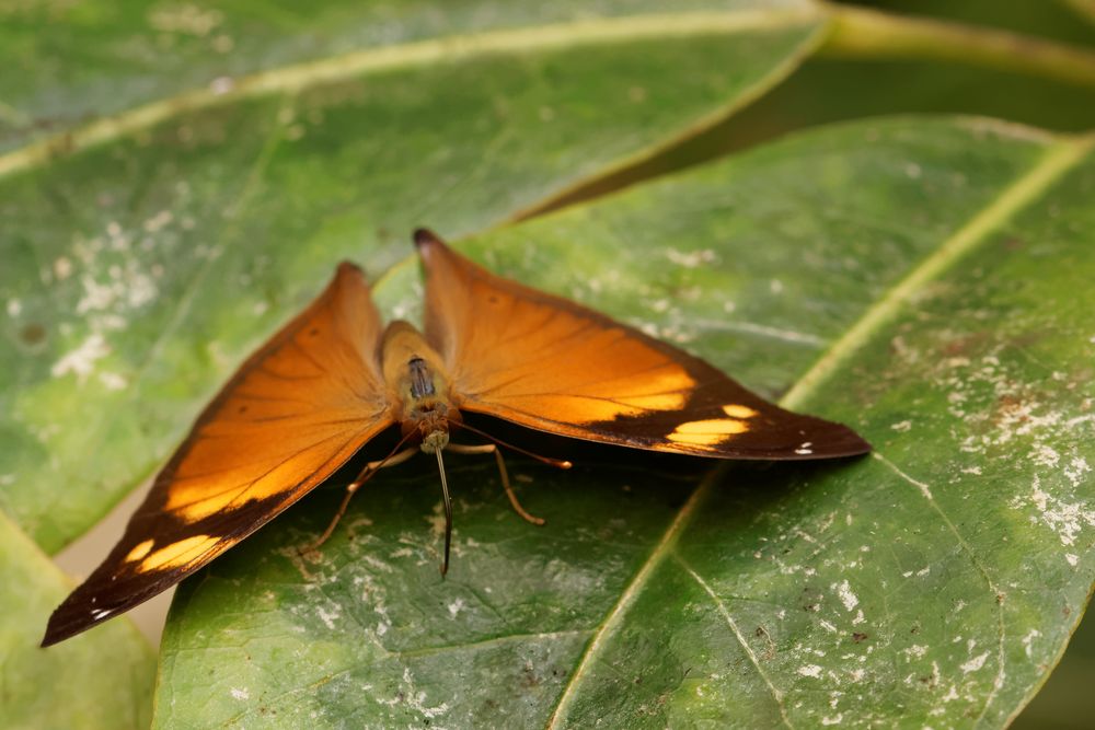 Herbstblatt (Doleschallia bisaltide)