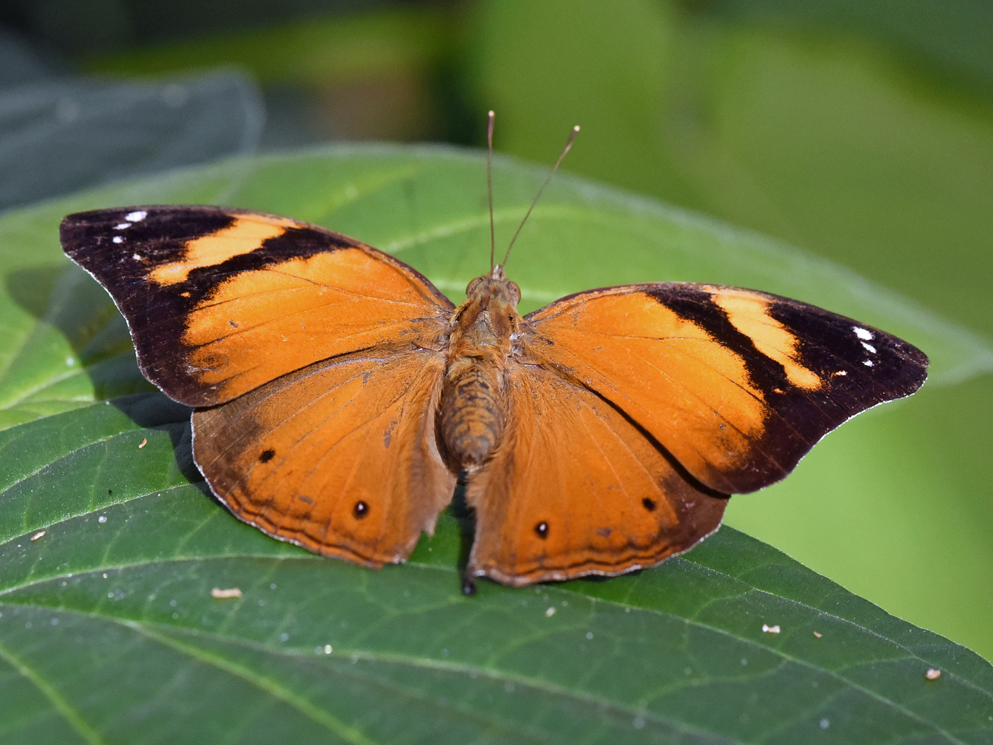 Herbstblatt, Doleschallia bisaltide