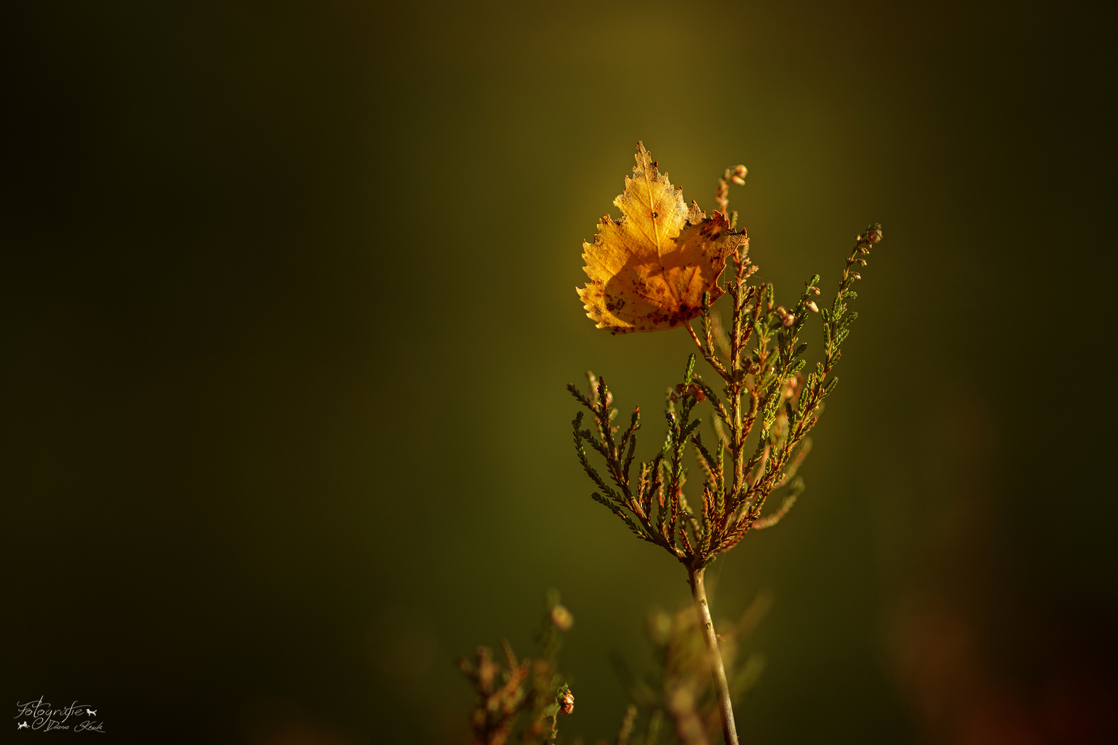 Herbstblatt 