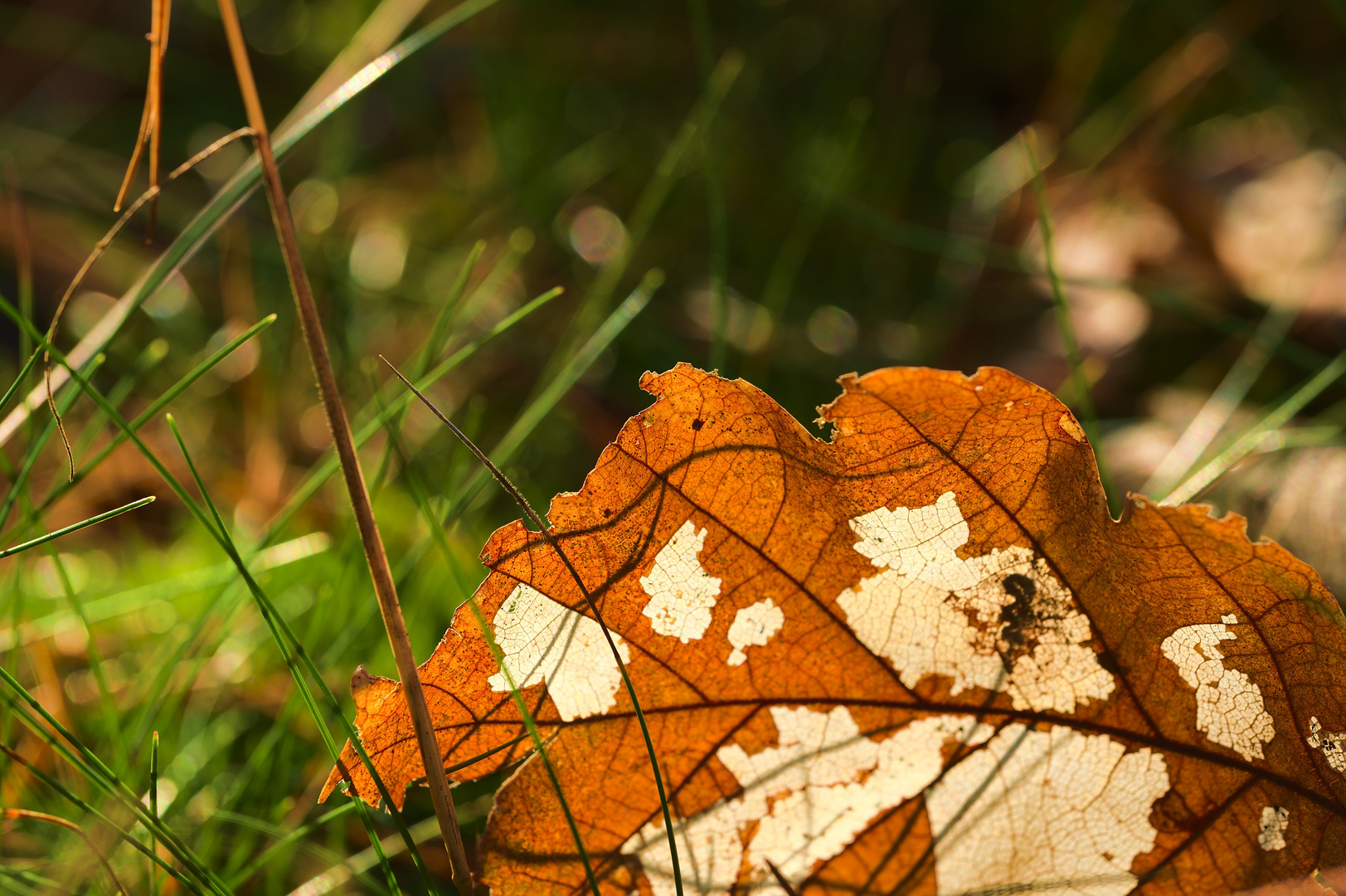 Herbstblatt