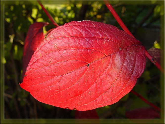 Herbstblatt