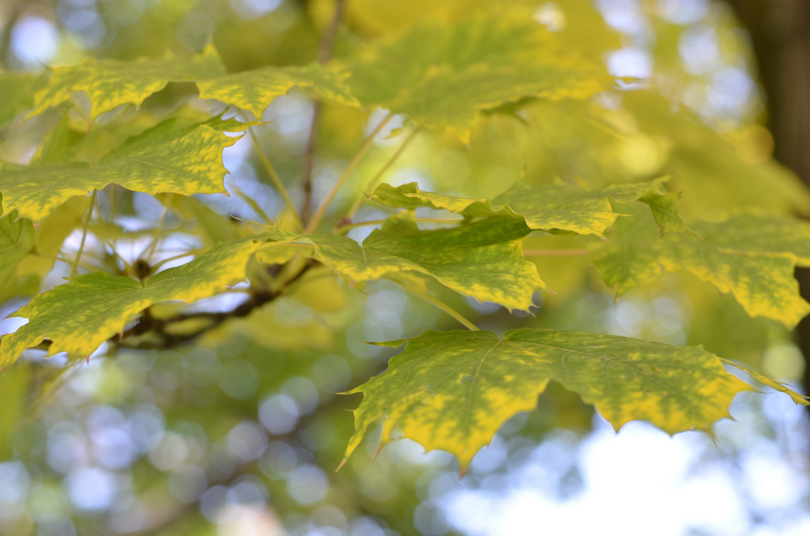 Herbstblatt