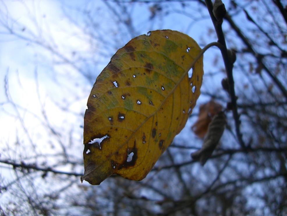 Herbstblatt