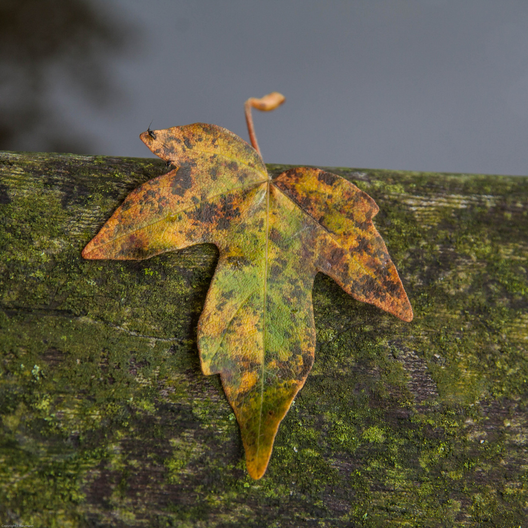 Herbstblatt